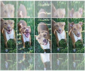Nikki Minaj - Female American Pit Bull Terrier Dog for Adoption - Photo #5