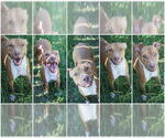 Small #4 American Pit Bull Terrier