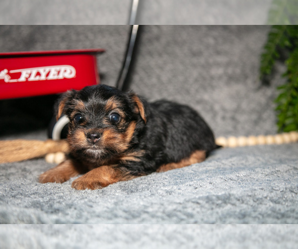 Medium Photo #3 Yorkshire Terrier Puppy For Sale in DELTA, PA, USA