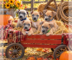 Small Photo #5 Boxer-Unknown Mix Puppy For Sale in Euless, TX, USA