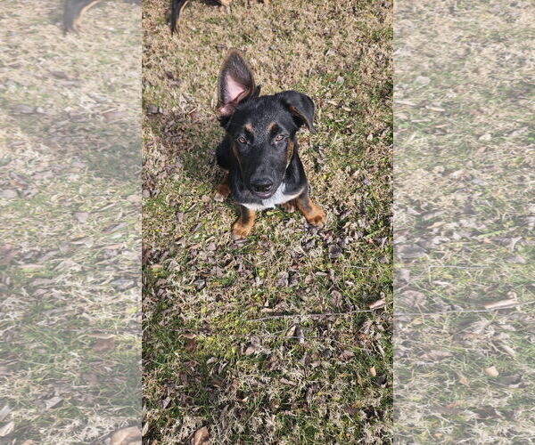 Medium Photo #2 German Shepherd Dog Puppy For Sale in New Hill, NC, USA
