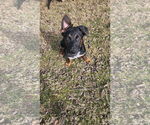 Small #1 German Shepherd Dog