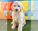Small Photo #4 Goldendoodle-Poodle (Standard) Mix Puppy For Sale in CITRUS HEIGHTS, CA, USA