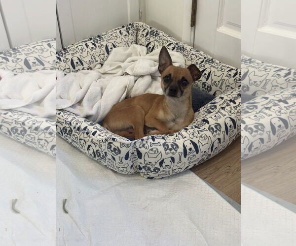 Medium Photo #3 Chihuahua Puppy For Sale in Lake Elsinore, CA, USA