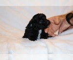 Small #5 Poodle (Toy)