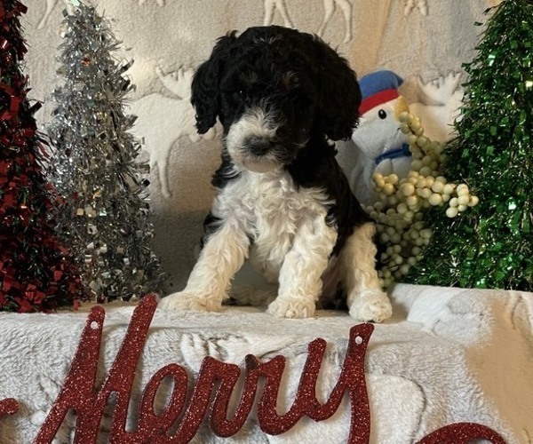 Medium Photo #1 Poodle (Standard) Puppy For Sale in BLOUNTVILLE, TN, USA