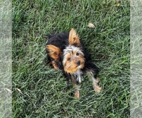 Medium Photo #1 Yorkshire Terrier Puppy For Sale in ECONOMY, IN, USA