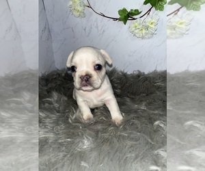 Medium French Bulldog