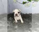Puppy 5 French Bulldog