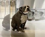 A614737 - Female Mutt Dog for Adoption - Small photo