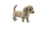 Small Photo #1 Dachshund Puppy For Sale in BALLWIN, MO, USA