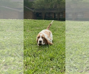 Basset Hound Puppy for sale in BEAUMONT, TX, USA