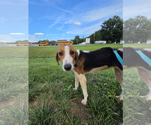 Medium Photo #6 American Foxhound Puppy For Sale in Rustburg, VA, USA