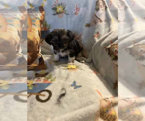 Medium Photo #5 Shorkie Tzu Puppy For Sale in LEBANON, OR, USA
