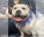 Small #2 Olde Bulldog