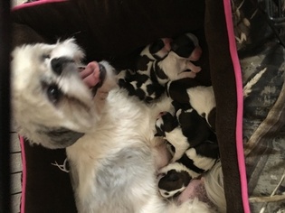 Mother of the Shih Tzu puppies born on 11/28/2017