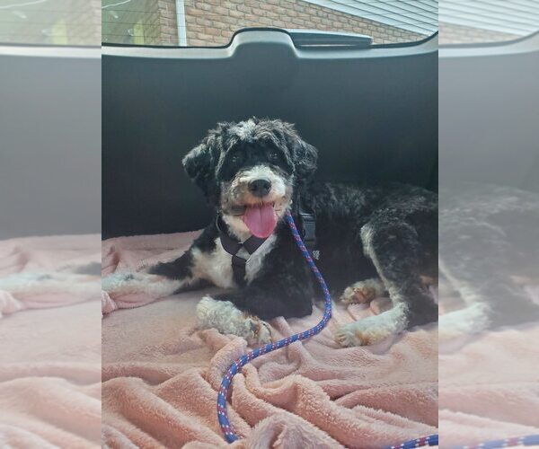 Medium Photo #3 Miniature Bernedoodle Puppy For Sale in Uwchlan, PA, USA