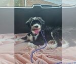 Small #2 Miniature Bernedoodle