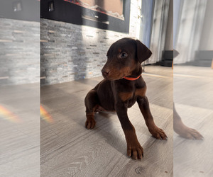 Doberman Pinscher Puppy for sale in MONROE, NC, USA