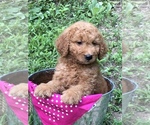 Small Photo #7 Goldendoodle (Miniature) Puppy For Sale in BURKESVILLE, KY, USA