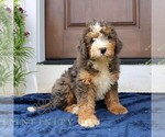 Small #1 Bernedoodle (Miniature)