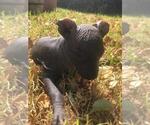 Small Photo #14 Xoloitzcuintli (Mexican Hairless) Puppy For Sale in BOX CANYON, CA, USA