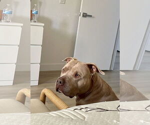 PUDGE - Male American Pit Bull Terrier-Unknown Mix Dog for Adoption - Photo #17