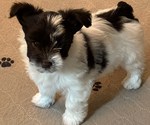 Small #1 Yorkshire Terrier