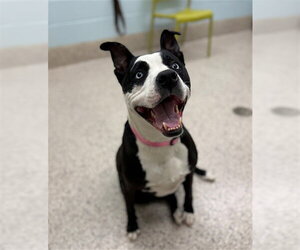 American Pit Bull Terrier Dogs for adoption in Brighton, CO, USA