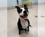 Small American Pit Bull Terrier