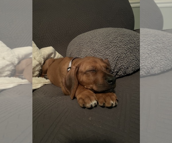Medium Photo #5 Rhodesian Ridgeback Puppy For Sale in MURFREESBORO, TN, USA