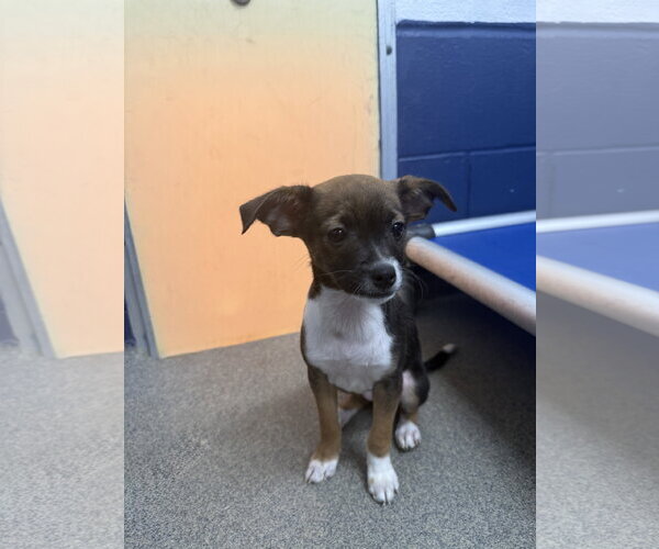 Medium Photo #1 Chihuahua-Unknown Mix Puppy For Sale in Sterling, MA, USA