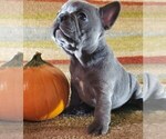Small Photo #9 French Bulldog Puppy For Sale in GRAHAM, WA, USA