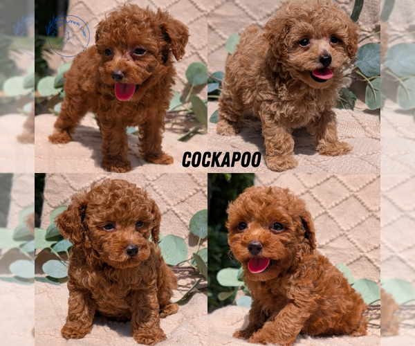 Medium Photo #1 Cockapoo Puppy For Sale in GOSHEN, IN, USA