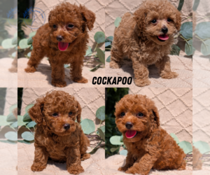 Cockapoo Puppy for Sale in GOSHEN, Indiana USA