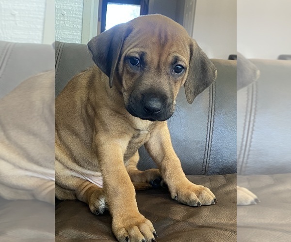 Medium Photo #1 Rhodesian Ridgeback Puppy For Sale in KELLER, TX, USA