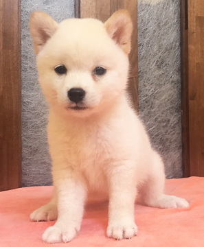 Medium Photo #7 Shiba Inu Puppy For Sale in SAN FRANCISCO, CA, USA