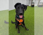 Small #1 Mutt