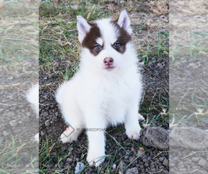 Pomsky Puppy for sale in KANSAS CITY, MO, USA