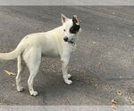 Small #4 Mutt
