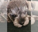 Puppy Queen Schnauzer (Miniature)