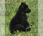 smokey - Male German Shepherd Dog Puppy for Sale - Photo #4