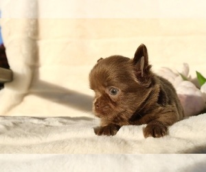 Chihuahua Puppy for sale in SAN JOSE, CA, USA