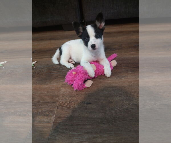 Medium Photo #2 - Mix Puppy For Sale in The Woodlands, TX, USA