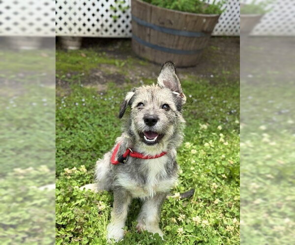 Medium Photo #1 - Mix Puppy For Sale in Sugar Land, TX, USA