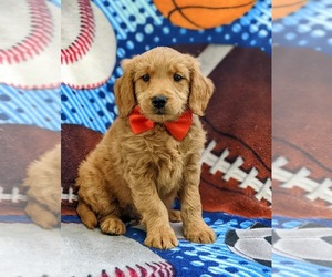 Goldendoodle (Miniature) Puppy for sale in KIRKWOOD, PA, USA