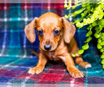 Small #9 Dachshund