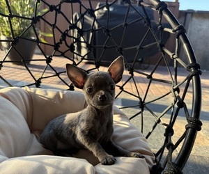 Chihuahua Puppy for sale in WEBSTER, FL, USA