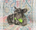 Small Photo #3 French Bulldog Puppy For Sale in RISING SUN, MD, USA