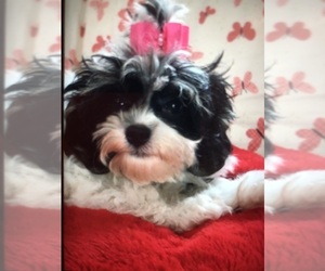 Maltese-Poodle (Toy) Mix Puppy for sale in SARASOTA, FL, USA